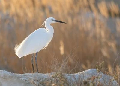 Aigrette garzette