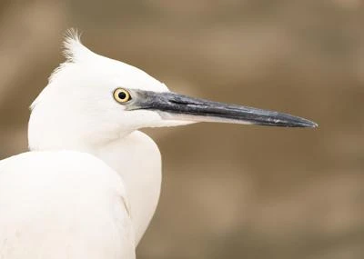Aigrette garzette