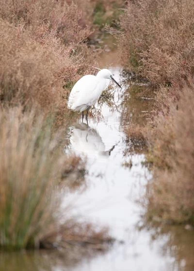 Aigrette garzette