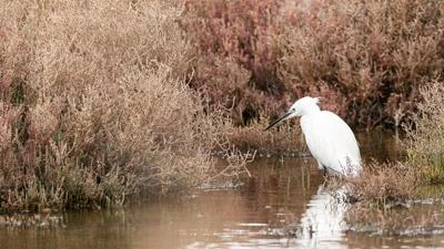 Aigrette garzette
