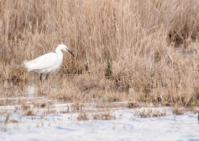 Aigrette garzette