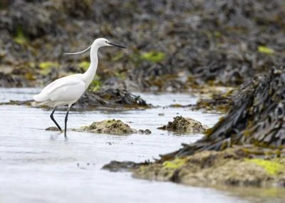 Aigrette garzette
