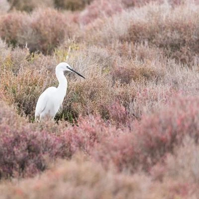 Aigrette garzette