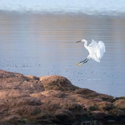 Aigrette garzette