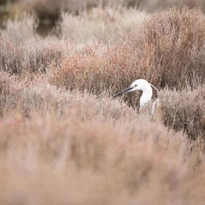Aigrette garzette