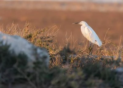 Aigrette garzette
