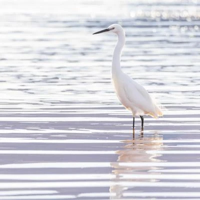 Aigrette garzette