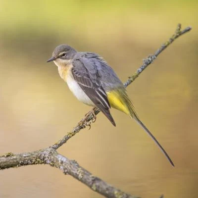 Bergeronnette des ruisseaux