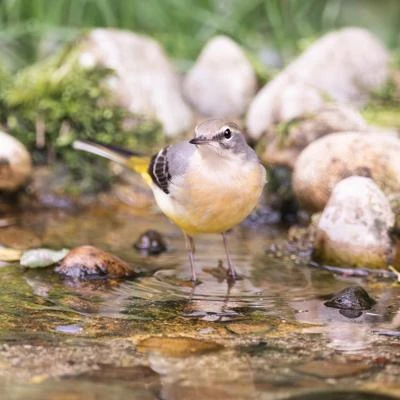 Bergeronnette des ruisseaux