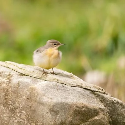 Bergeronnette des ruisseaux