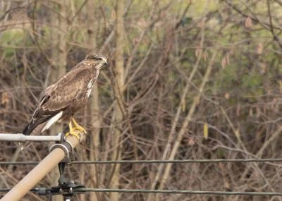 Buse variable