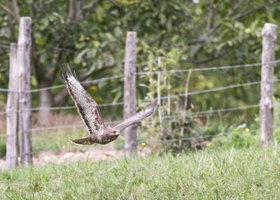 Buse variable