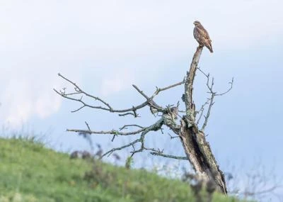 Buse variable
