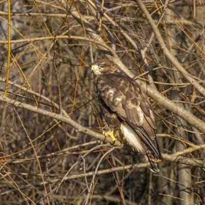 Buse variable