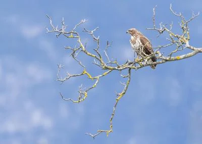Buse variable