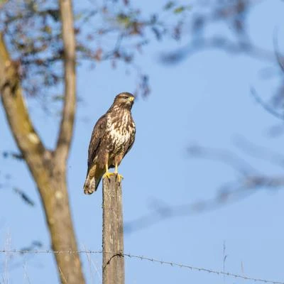 Buse variable
