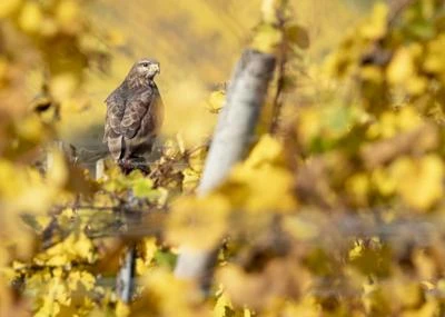 Buse variable
