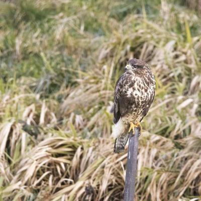 Buse variable