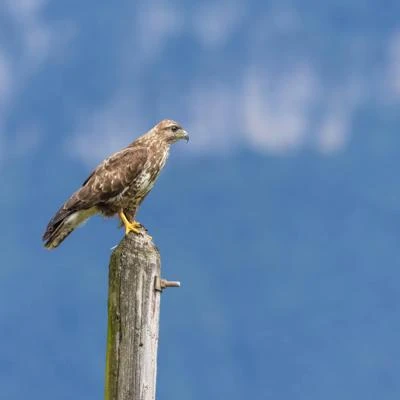 Buse variable