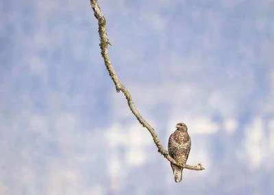 Buse variable