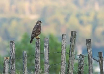 Buse variable
