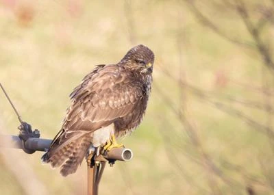 Buse variable