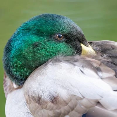 Canard colvert