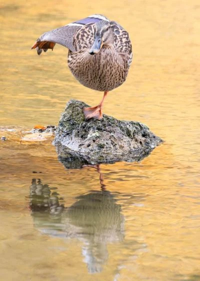 Canard colvert