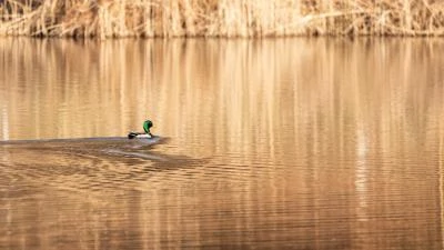 Canard colvert
