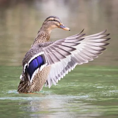 Canard colvert