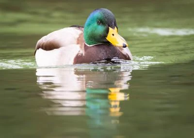 Canard colvert