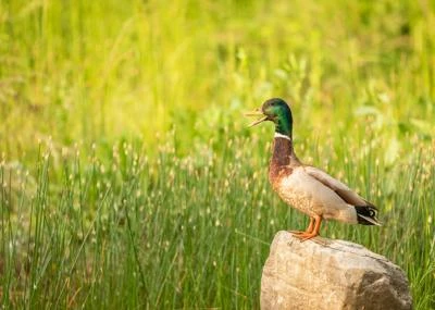Canard colvert