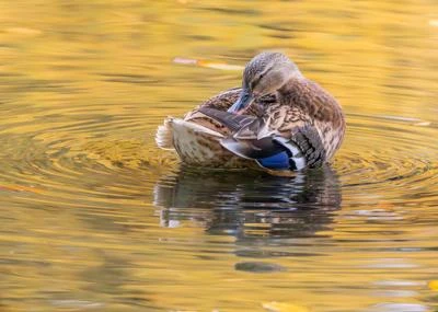 Canard colvert