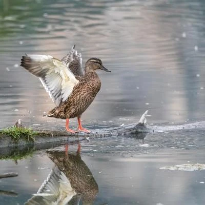 Canard colvert