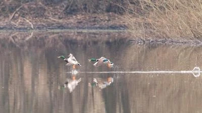 Canard colvert