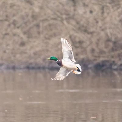 Canard colvert