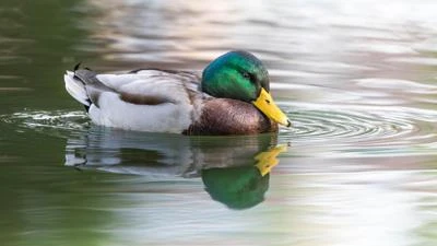 Canard colvert