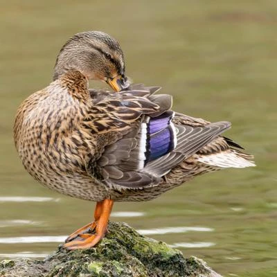 Canard colvert