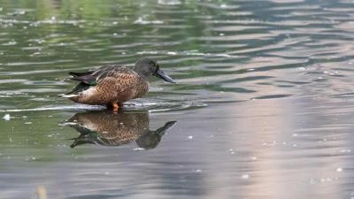 Canard souchet