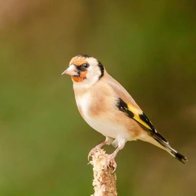 Chardonneret élégant