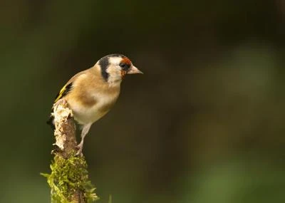 Chardonneret élégant