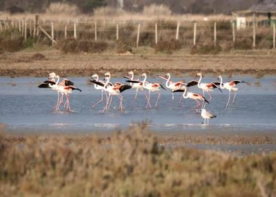 Flamant rose