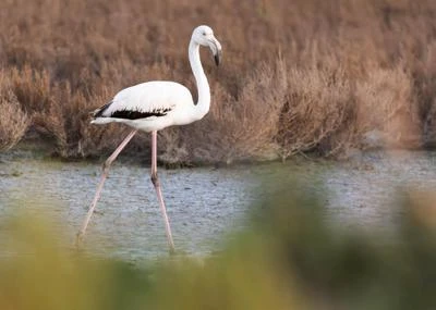 Flamant rose