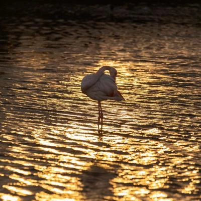 Flamant rose