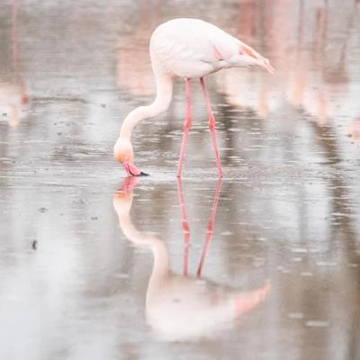 Flamant rose