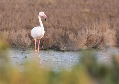 Flamant rose