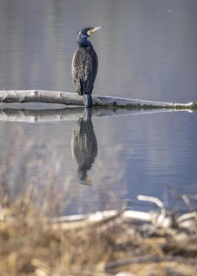 Grand Cormoran