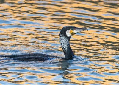 Grand Cormoran