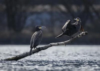 Grand Cormoran