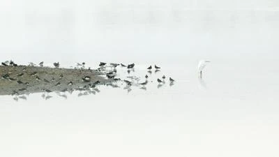 Grande Aigrette